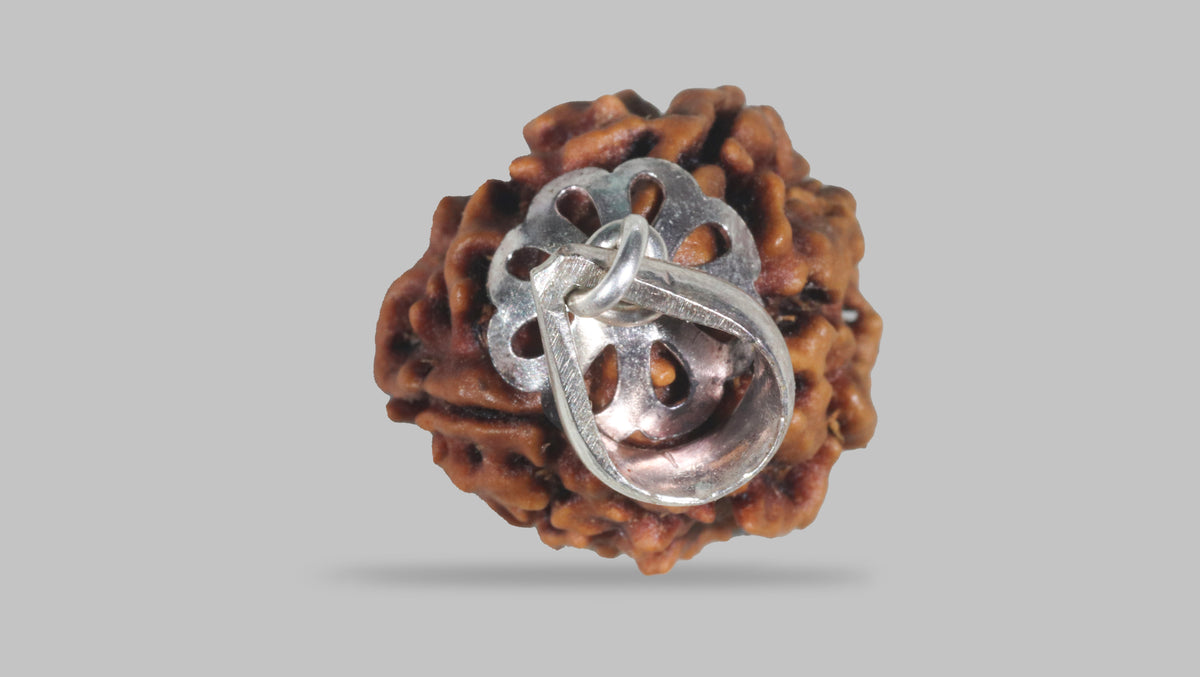 3 MUKHI RUDRAKSHA (23.60 mm) / 21.67 Ratti