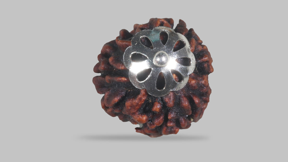 3 MUKHI RUDRAKSHA (21.47 mm) / 20.01 Ratti
