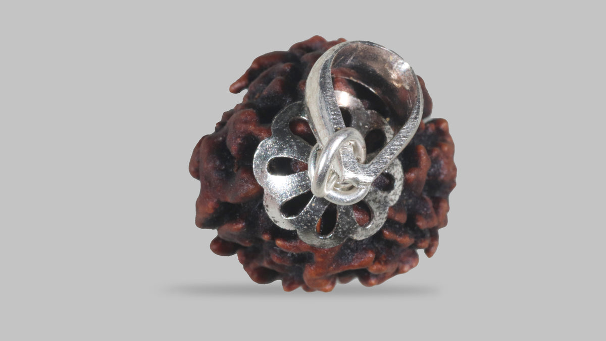 3 MUKHI RUDRAKSHA (21.47 mm) / 20.01 Ratti