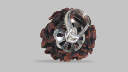 3 MUKHI RUDRAKSHA (21.47 mm) / 20.01 Ratti