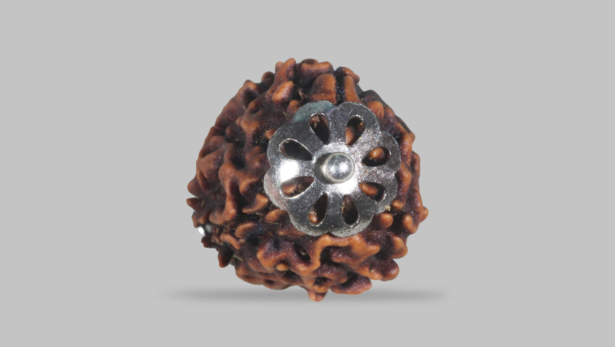 3 MUKHI RUDRAKSHA (22.47 mm) / 20.57 Ratti