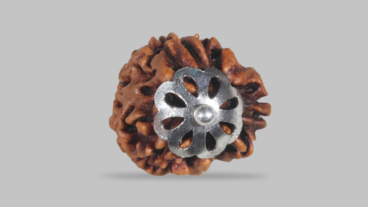 3 MUKHI RUDRAKSHA (20.88 mm) / 16.24 Ratti