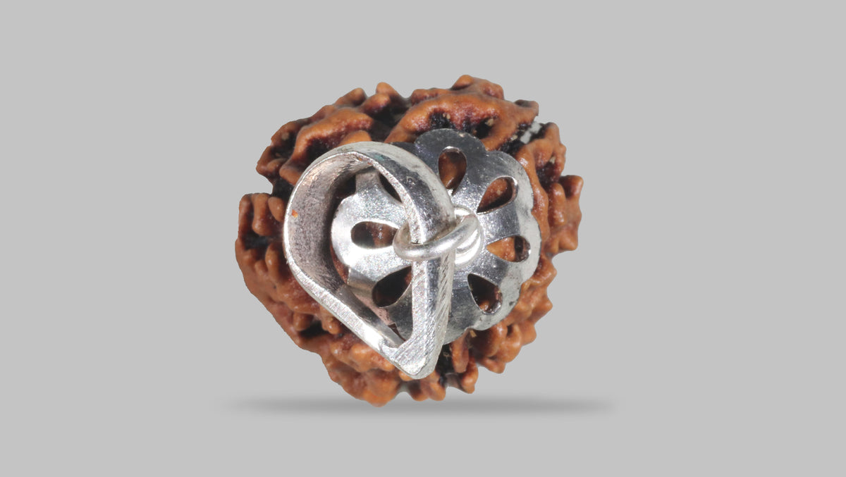 3 MUKHI RUDRAKSHA (20.88 mm) / 16.24 Ratti