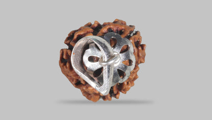 3 MUKHI RUDRAKSHA (20.88 mm) / 16.24 Ratti