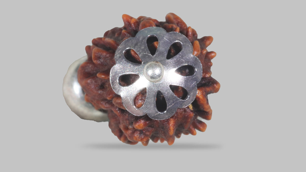 3 MUKHI RUDRAKSHA (22.31 mm) / 15.07 Ratti