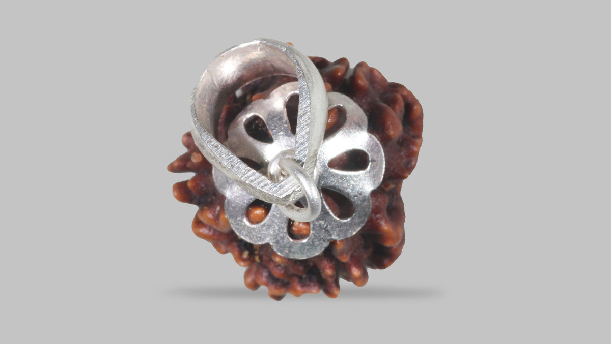 3 MUKHI RUDRAKSHA (22.31 mm) / 15.07 Ratti