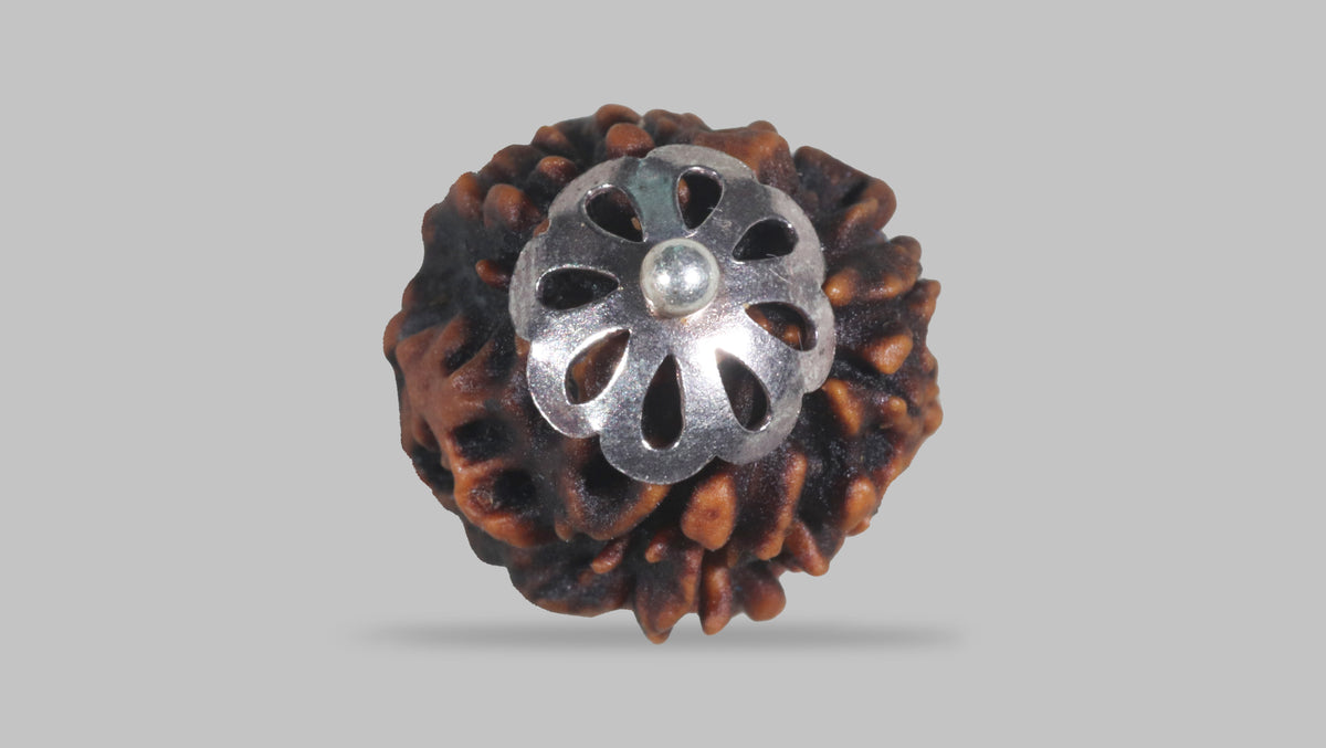 3 MUKHI RUDRAKSHA (22.33 mm) / 17.66 Ratti