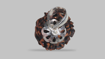 3 MUKHI RUDRAKSHA (22.33 mm) / 17.66 Ratti