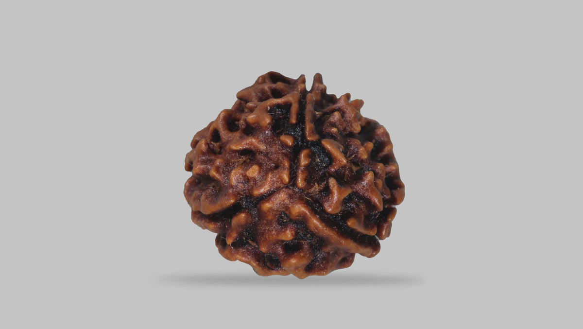 3 MUKHI RUDRAKSHA (20.89 mm) / 17.16 Ratti