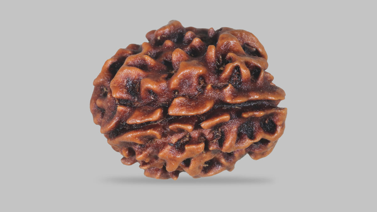 3 MUKHI RUDRAKSHA (20.89 mm) / 17.16 Ratti