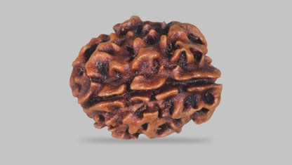 3 MUKHI RUDRAKSHA (20.89 mm) / 17.16 Ratti