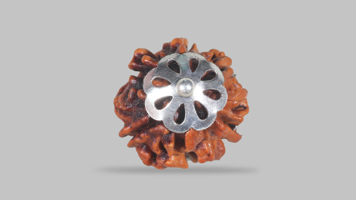 3 MUKHI RUDRAKSHA (19.61 mm) / 15.35 Ratti