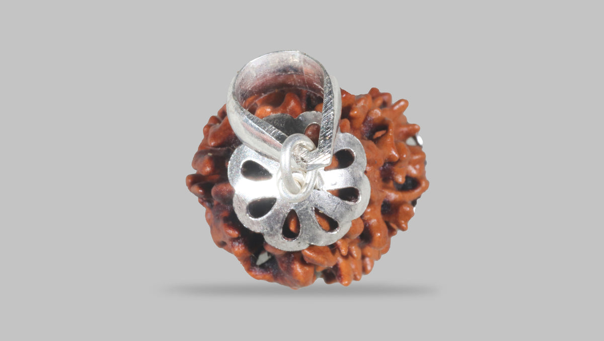 3 MUKHI RUDRAKSHA (19.61 mm) / 15.35 Ratti