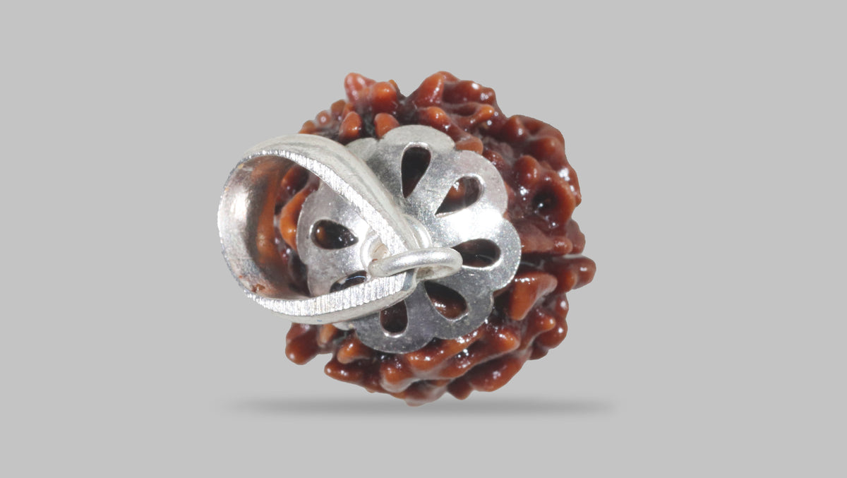 3 MUKHI RUDRAKSHA (20.80 mm) / 16.17 Ratti
