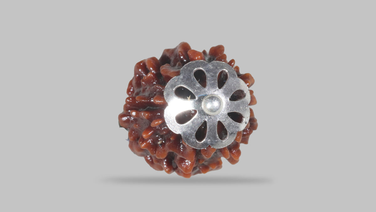 3 MUKHI RUDRAKSHA (20.80 mm) / 16.17 Ratti