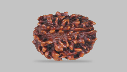 3 MUKHI RUDRAKSHA (22.05 mm) / 15.35 Ratti