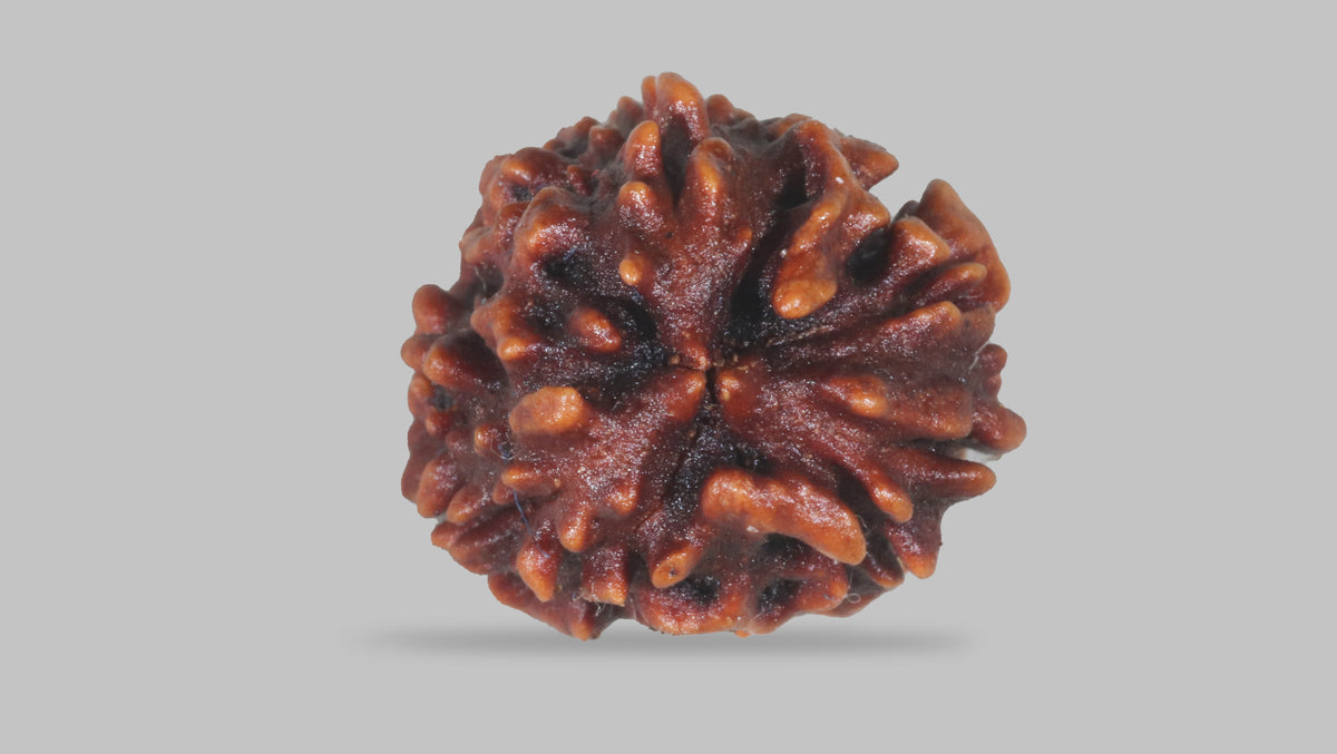 3 MUKHI RUDRAKSHA (22.05 mm) / 15.35 Ratti