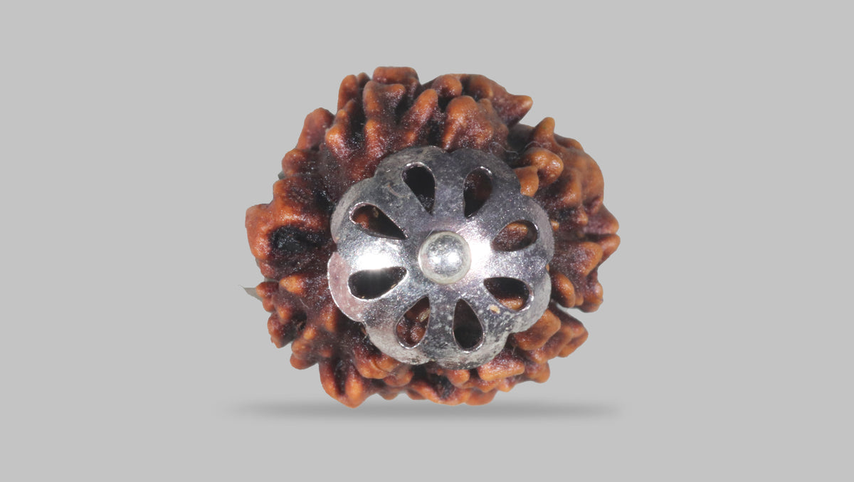 3 MUKHI RUDRAKSHA (21.40 mm) / 15.9 Ratti