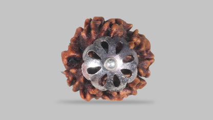 3 MUKHI RUDRAKSHA (21.40 mm) / 15.9 Ratti