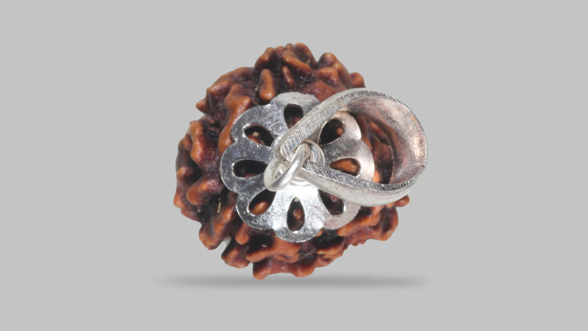 3 MUKHI RUDRAKSHA (21.40 mm) / 15.9 Ratti