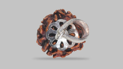 3 MUKHI RUDRAKSHA (21.40 mm) / 15.9 Ratti
