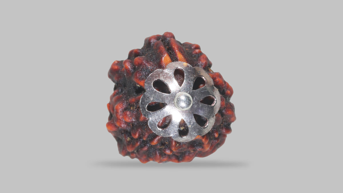 3 MUKHI RUDRAKSHA (21.15 mm) / 18.82 Ratti