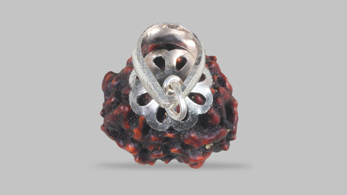 3 MUKHI RUDRAKSHA (21.15 mm) / 18.82 Ratti
