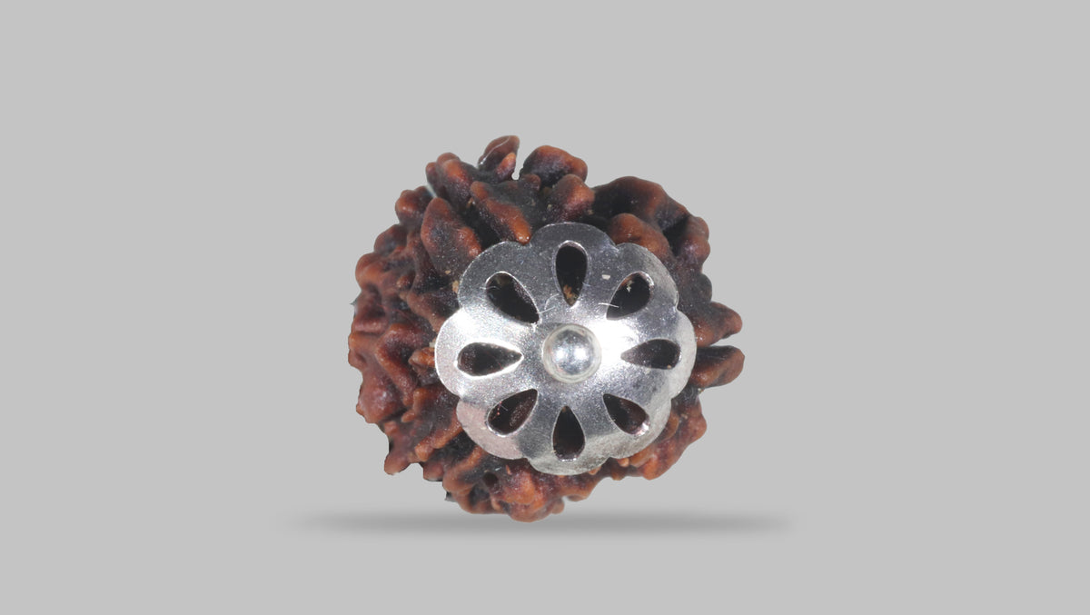 3 MUKHI RUDRAKSHA (20.78 mm) / 14.14 Ratti