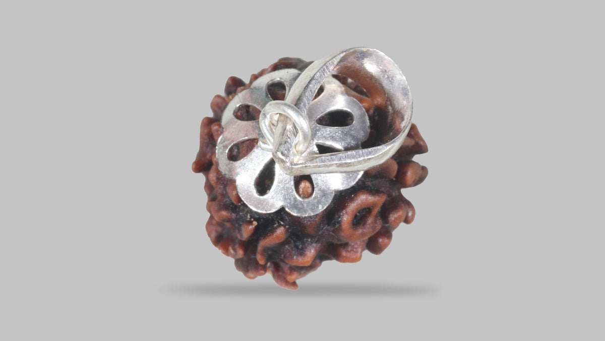 3 MUKHI RUDRAKSHA (20.78 mm) / 14.14 Ratti