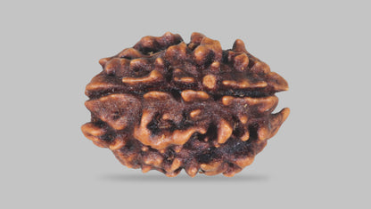 3 MUKHI RUDRAKSHA (23.35 mm) / 16.61 Ratti