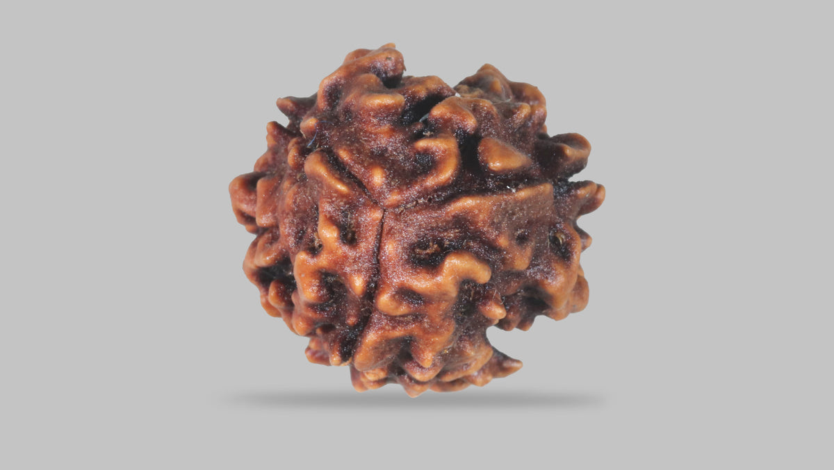 3 MUKHI RUDRAKSHA (23.35 mm) / 16.61 Ratti