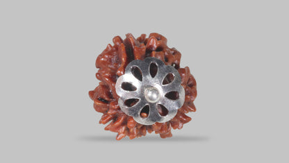 3 MUKHI RUDRAKSHA (22.86 mm) / 15.57 Ratti
