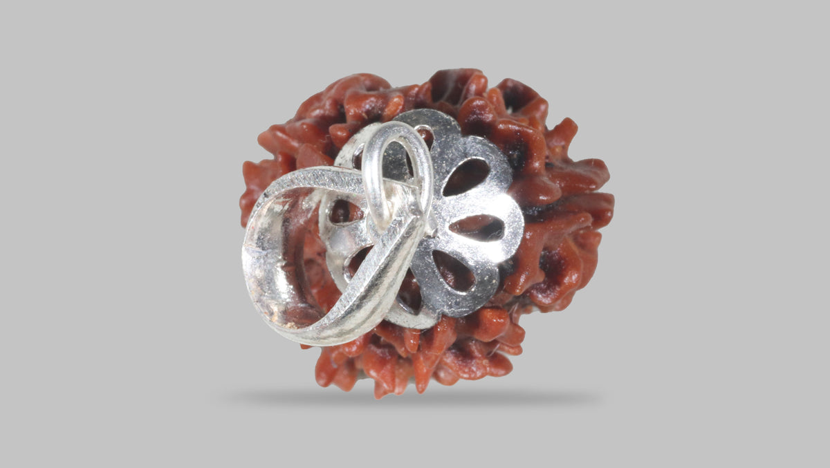 3 MUKHI RUDRAKSHA (22.86 mm) / 15.57 Ratti