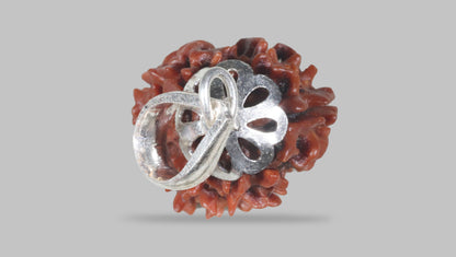 3 MUKHI RUDRAKSHA (22.86 mm) / 15.57 Ratti