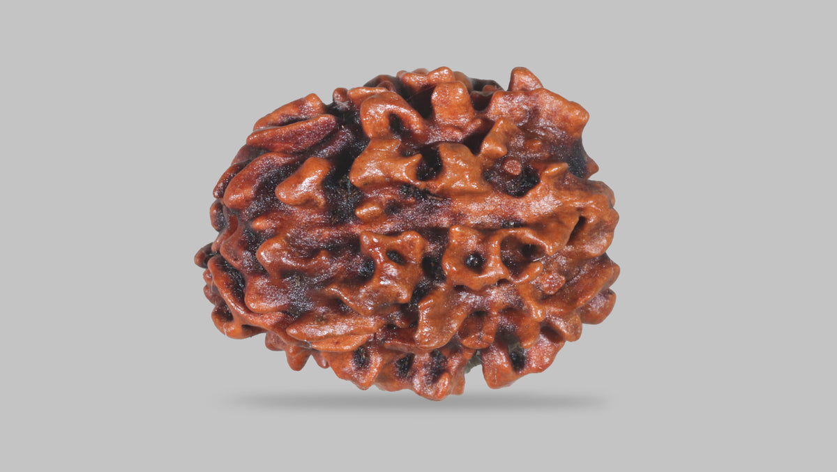 3 MUKHI RUDRAKSHA (21.75 mm) / 16.46 Ratti