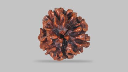 3 MUKHI RUDRAKSHA (21.75 mm) / 16.46 Ratti
