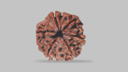 6 MUKHI RUDRAKSHA (19.55 mm) / 14.19 Ratti
