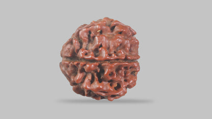 6 MUKHI RUDRAKSHA (19.55 mm) / 14.19 Ratti
