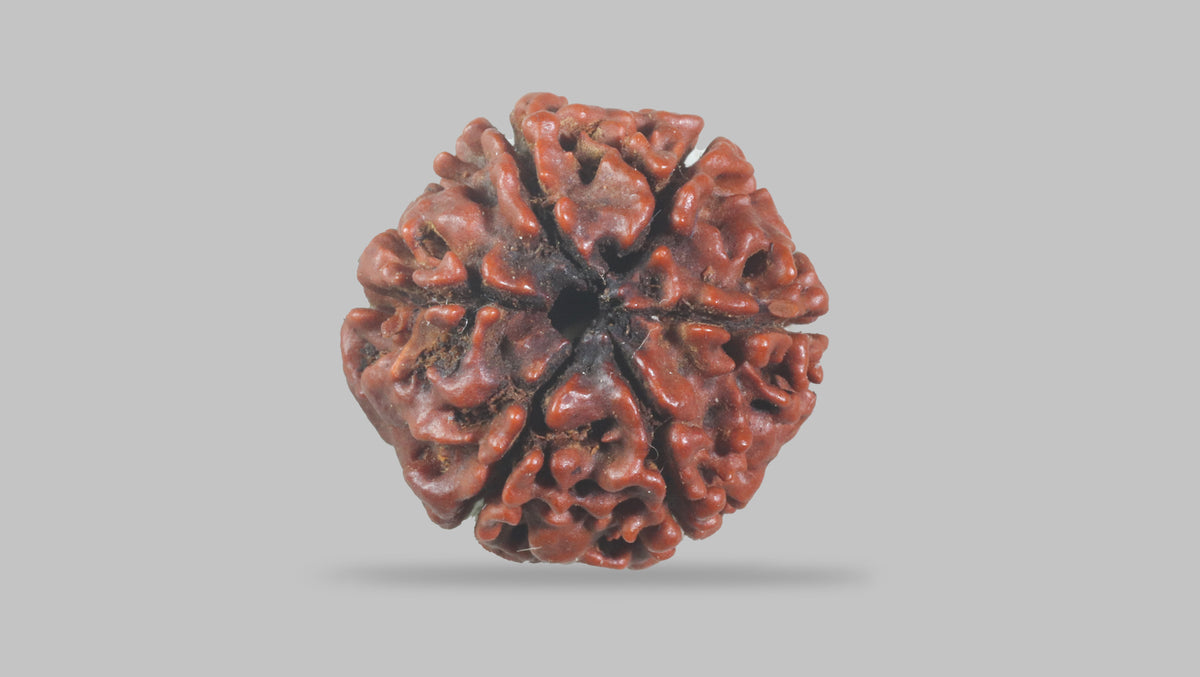 6 MUKHI RUDRAKSHA (19.51 mm) / 15.24 Ratti