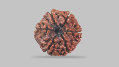 6 MUKHI RUDRAKSHA (19.51 mm) / 15.24 Ratti