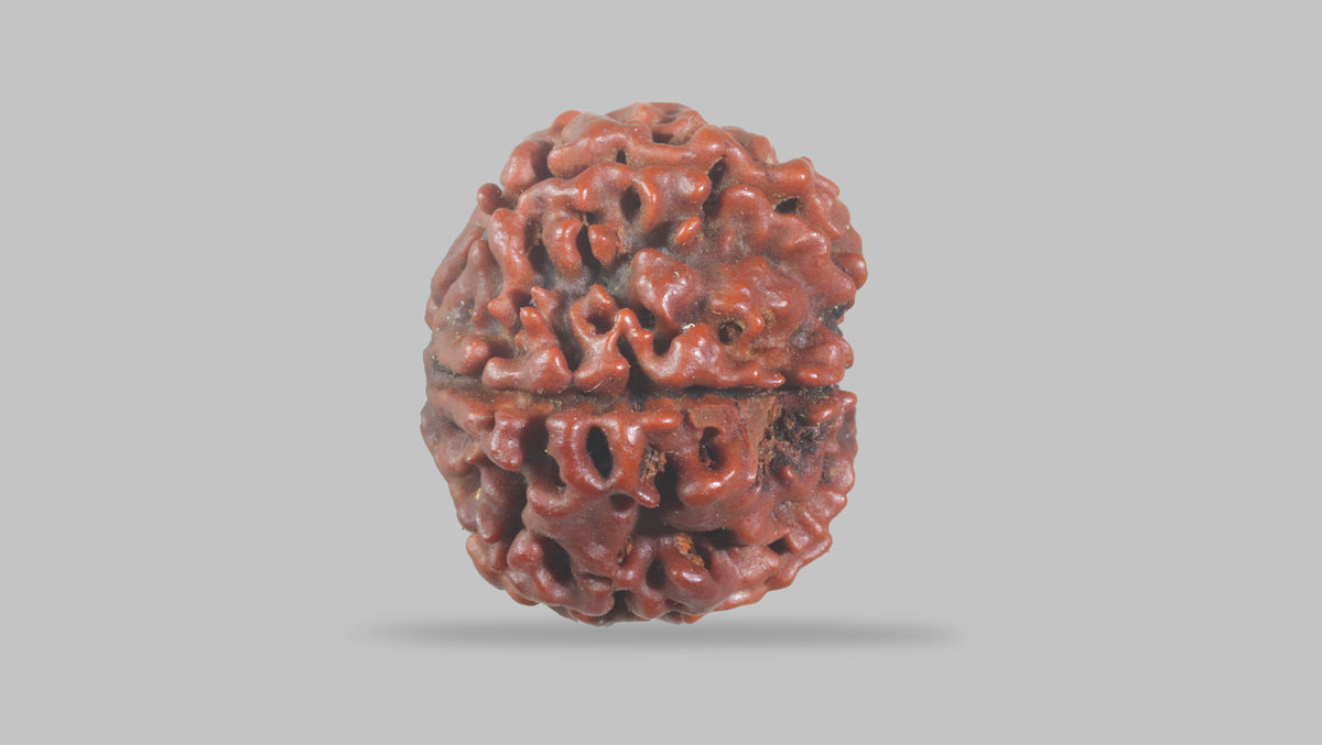 6 MUKHI RUDRAKSHA (19.51 mm) / 15.24 Ratti