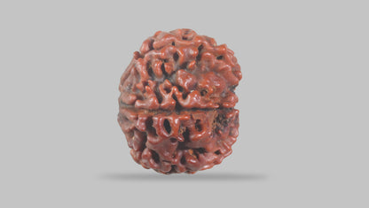6 MUKHI RUDRAKSHA (19.51 mm) / 15.24 Ratti