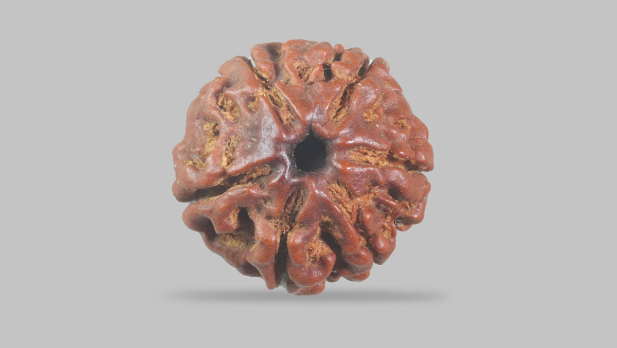 6 MUKHI RUDRAKSHA (17.77 mm) / 12.71 Ratti