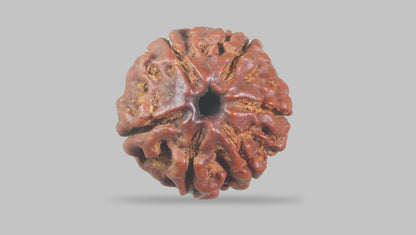6 MUKHI RUDRAKSHA (17.77 mm) / 12.71 Ratti