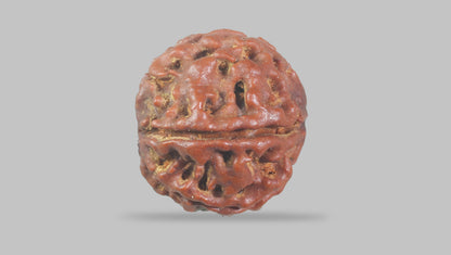 6 MUKHI RUDRAKSHA (17.77 mm) / 12.71 Ratti