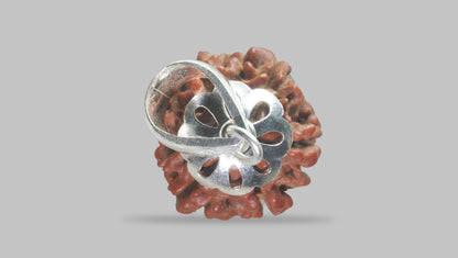 6 MUKHI RUDRAKSHA (17.40 mm) / 11.83 Ratti