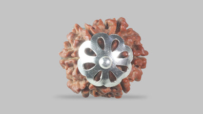 6 MUKHI RUDRAKSHA (17.40 mm) / 11.83 Ratti