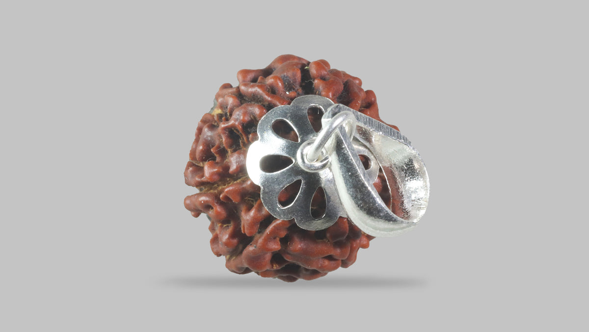 6 MUKHI RUDRAKSHA (18.00 mm)