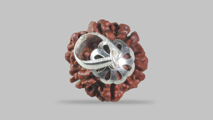 6 MUKHI RUDRAKSHA (20.25 mm)
