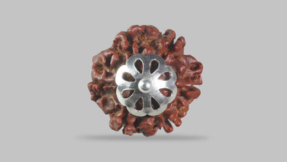 6 MUKHI RUDRAKSHA (20.25 mm)
